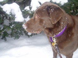 Dog in snow                                 Commerce Township, MI